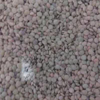 عدس