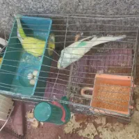 مرغ عشق با 5 تا،تخم و عروس هلندی