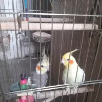 طوطی عروس هلندی