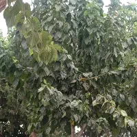 کود مناسب باغ
