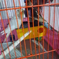فروش عروس هلندی