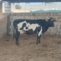 فروش گاو جرسی