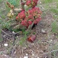 گیاه بهاری