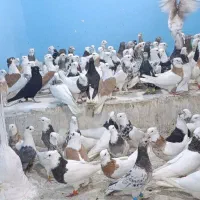 کبوتر صادقی حراجی دوشنبه