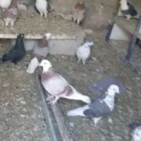 کبوتر مفت