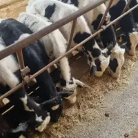 گوساله نر هلشتاین