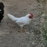 خروس سفید