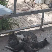 گربه اهلی