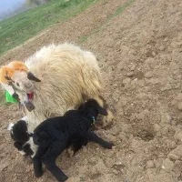 گوساله ومیش بره