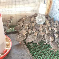 جوجه بلدرچین کوهی ۴ هفته