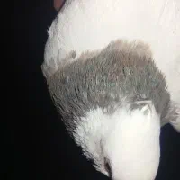 طوق سور نر اسطوره
