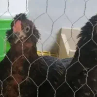 معاوضه خروس گلین درجه یک