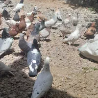 جفتگاهی