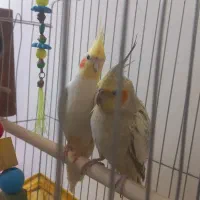 عروس هلندی