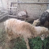 دو گوسفند ماده جوان یا شکم هم نزایده جوان جوان