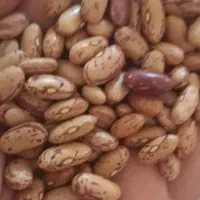 حبوبات