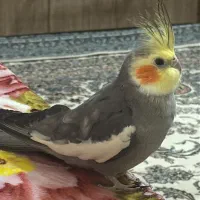 عروس هلندی سینامون