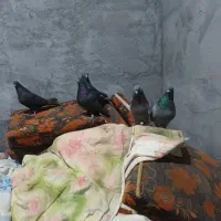کبوتر پر