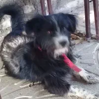 پاکوتاه نگهبان