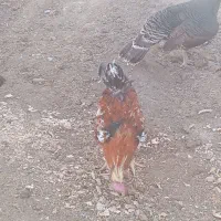 خریدم