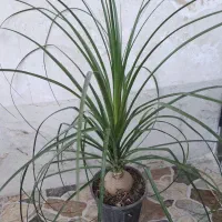 گل لیندا