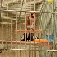 سهره کت بازکن ولون گلبسرقناری وسهره جفت خورده