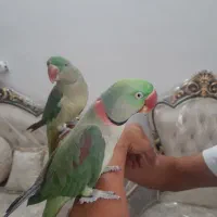 یک جفت شاه طوطی نر و ماده