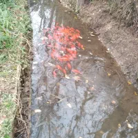 فروش ماهی قرمز مولد