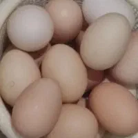 تخم مرغ محلی
