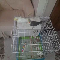 عروس هلندی