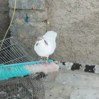کبوتر خالتک