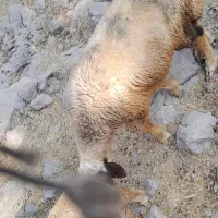 گوسفند