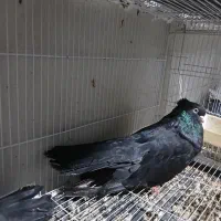 کبوتر زاغ بلند ۴۰ سانتی جفت