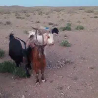 نربز خوشگل زیبا