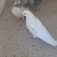 کبوتر
