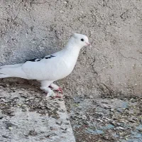 کبوتر