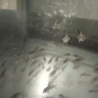 کولیدوراس