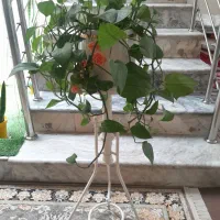 گلهای اپارتمانی سرحال سالم