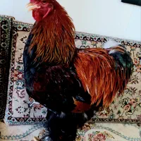 مرغ و خروس برهما.ابریشمی  ویاندونت  تخمگذار