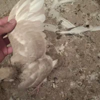 جوجه کبوتر فروشی