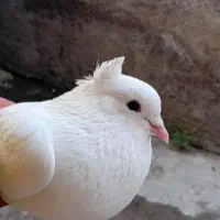 کفتر