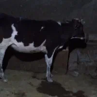گوساله