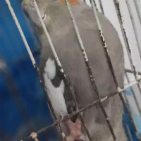پرنده