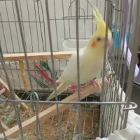 عروس هلندی