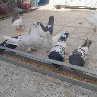 کبوتر|پرنده|طاغنکوه, |دیوار