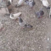 کبوتر