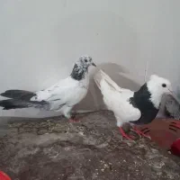 کبوتر طوقی نر
