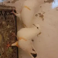 کفتر