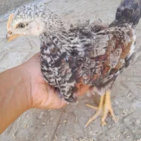 جوجه محلی