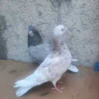 کفتر|پرنده|شهر ری, سرتخت|دیوار